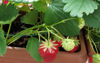 can you grow strawberries on a balcony?