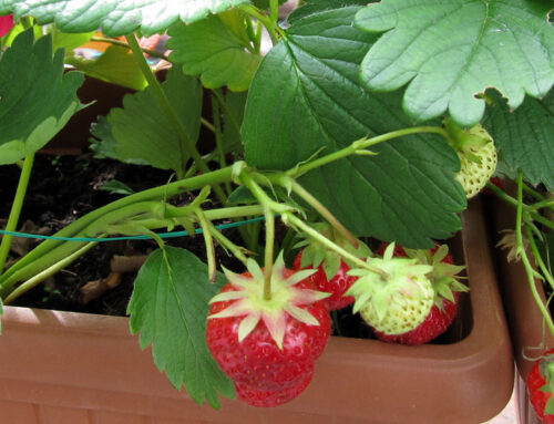 Can You Grow Strawberries on A Balcony?