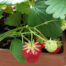 can you grow strawberries on a balcony?